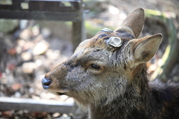 Nara Park in Nara Prefecture, Japan and the scenery of deer living in the park