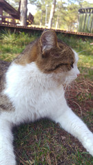 cat in garden