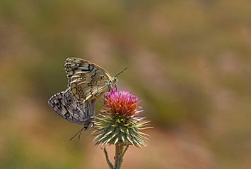 Anatolian Melikesi / Melanargia larissa