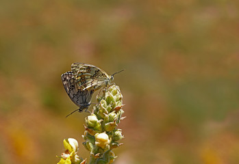 Anatolian Melikesi / Melanargia larissa