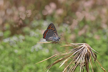 Large Purple Copper butterfly / Lycaena alciphron