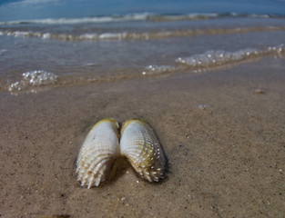 Herzmuschel am Nordseestarnd