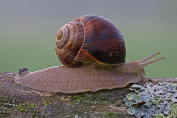 Snails on tree log