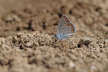 Anatolian Brown-eye butterfly / Plebejus modicus