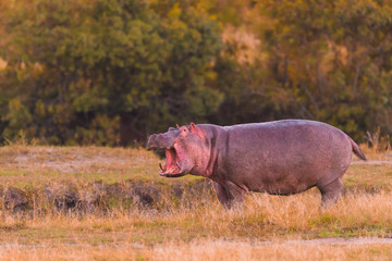 Wild hippopotamus displaying dominance, Masai Mara National Reserve, Kenya
