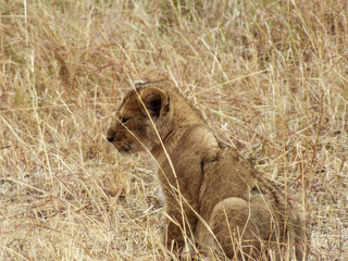 Lionesses on the Plains of the Mara