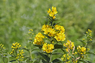 Yellow-colored, Crow Grass ; lysimachia