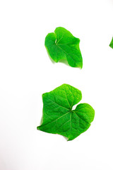 shoots of chayote leaves on a white background