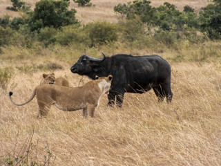 Lionesses on the Plains of the Mara