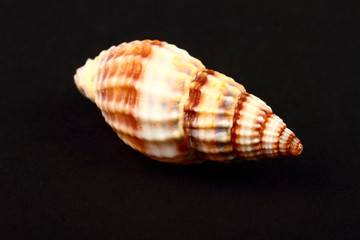 Striped Whelk sea shell found in the Adriatic,the British Isles and on the north American Atlantic coast