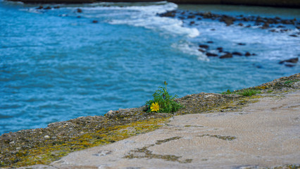 a yellow flower grows on a stone in front of the sea