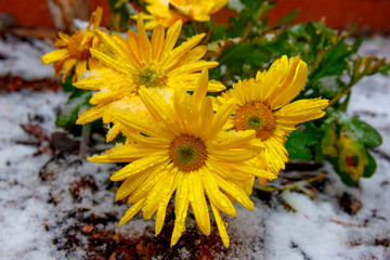 Yellow chrysanthemums close-up in the snow