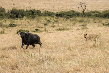 Lionesses on the Plains of the Mara
