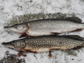 catch of fish in winter fishing on snow and ice
