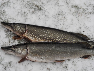 catch of fish in winter fishing on snow and ice
