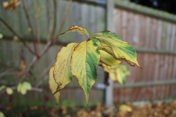 Decaying Leaf on Tree