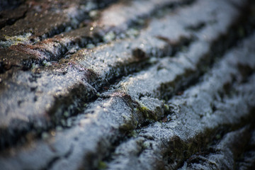 frozen ground in the winter