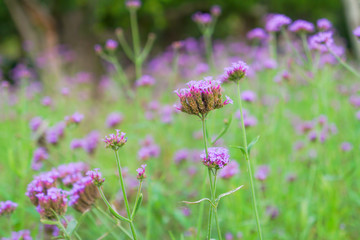 Purple Verbena flower or Vervain