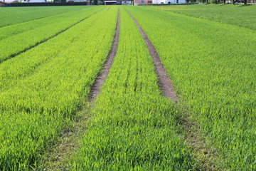 Fototapeta na wymiar Feld mit Weizen