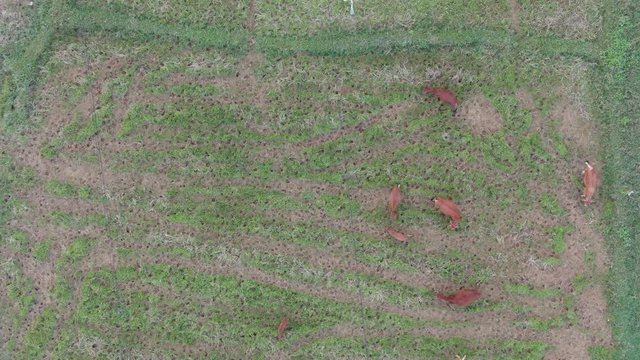 Top down view of cows and their cattle eating grass at the dry rice field