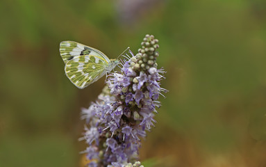 new spotted angel butterfly; Pontia edusa