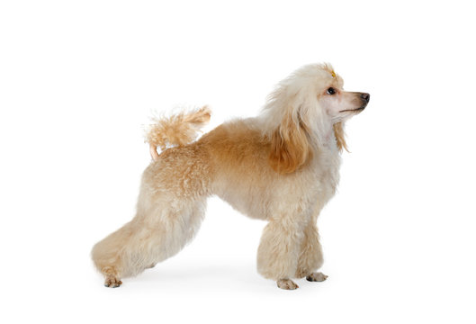 Purebred white Toy Poodle dog on a white background