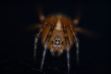 Kreuzspinne Makroaufnahme 