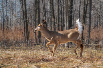 White-tailed deer walking in field near forest