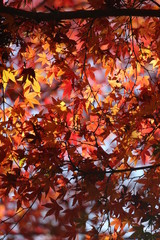紅葉