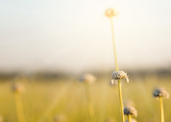 Blur grass flower sunrise for background
