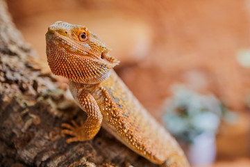 close up of a male bearded dragon (Bartagame), orange colored with copy space, focus on the eye