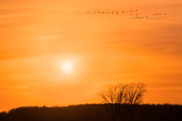 Orange sunset landscape with trees silhouette and flying geese flock