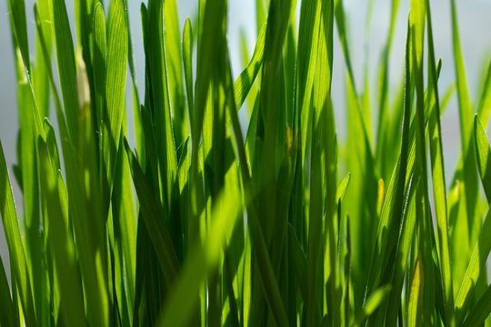 Green Summer Grass Close Up