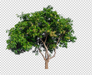 isolated mango tree on white background