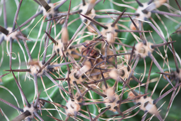 Closed up thorn texture of cactus