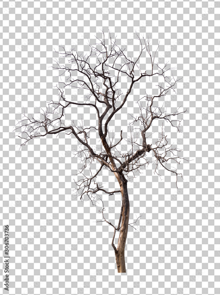 Poster isolated death tree on transperrent picture background