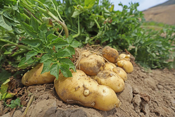 freshly unripe potatoes in the field.