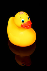 Yellow plastic bath time duck on black glass with a reflection