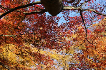 紅葉