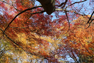 紅葉