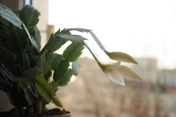 White flowers and Schlumberger leaves on window background