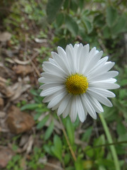 Margherita selvatica