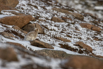 Mountain Hare, Lepus timidus, set against partially snowy slope still in full autumn moult/coat in winter during December, Scotland.