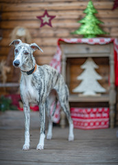 Windhund / Whippet Hündin vor weihnachtlichen Hintergrund