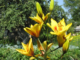 yellow flowers in garden