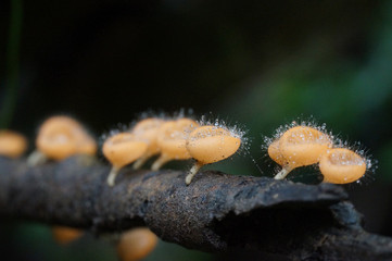 Hairy and small Pink Burn Cup mushrooms