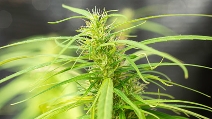 sativa marijuana female flower in the nature - 306705163