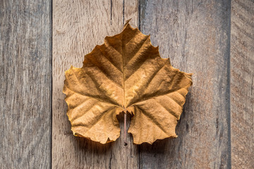 Naklejka na ściany i meble leaf