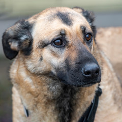 Close-up portrait of a simple funny but smart mongrel dog