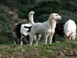 Il guardiano delle caprette